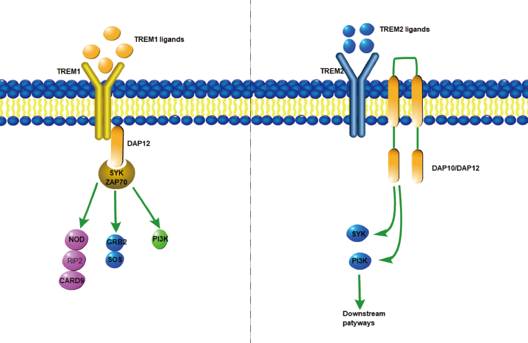 阿爾茨海默癥？癌癥？-靶點TREM