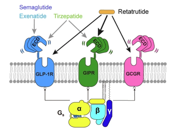 GLP-1R、GCGR、GIPR多靶點(diǎn)激動(dòng)劑與代謝疾病